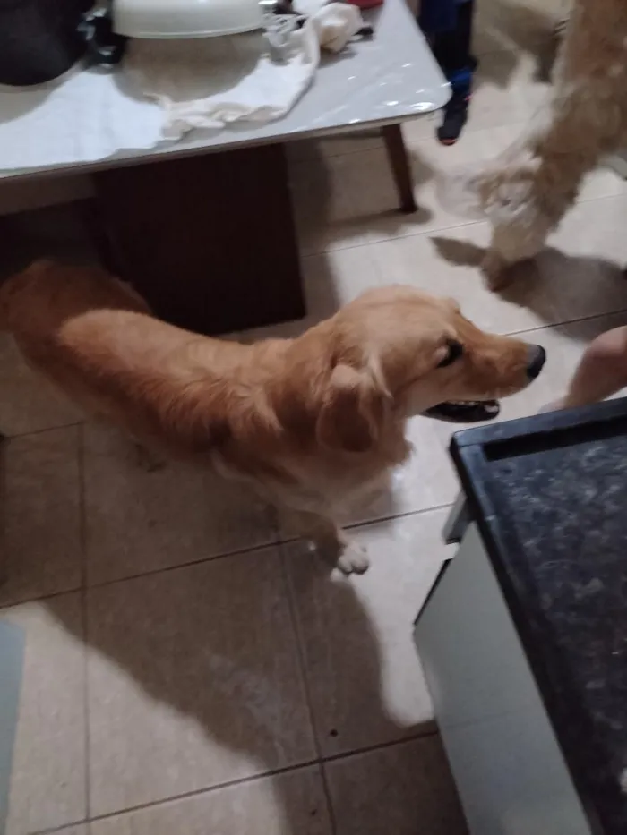Cachorro raça Labrador idade 1 ano nome não sei o nome