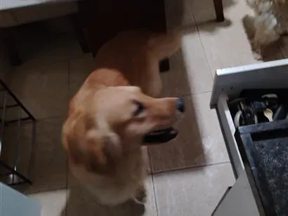 Cachorro raça Labrador idade 1 ano nome não sei o nome
