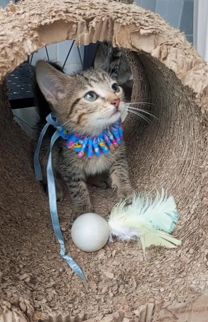 Gato raça SRD-ViraLata idade 2 a 6 meses nome BELLA