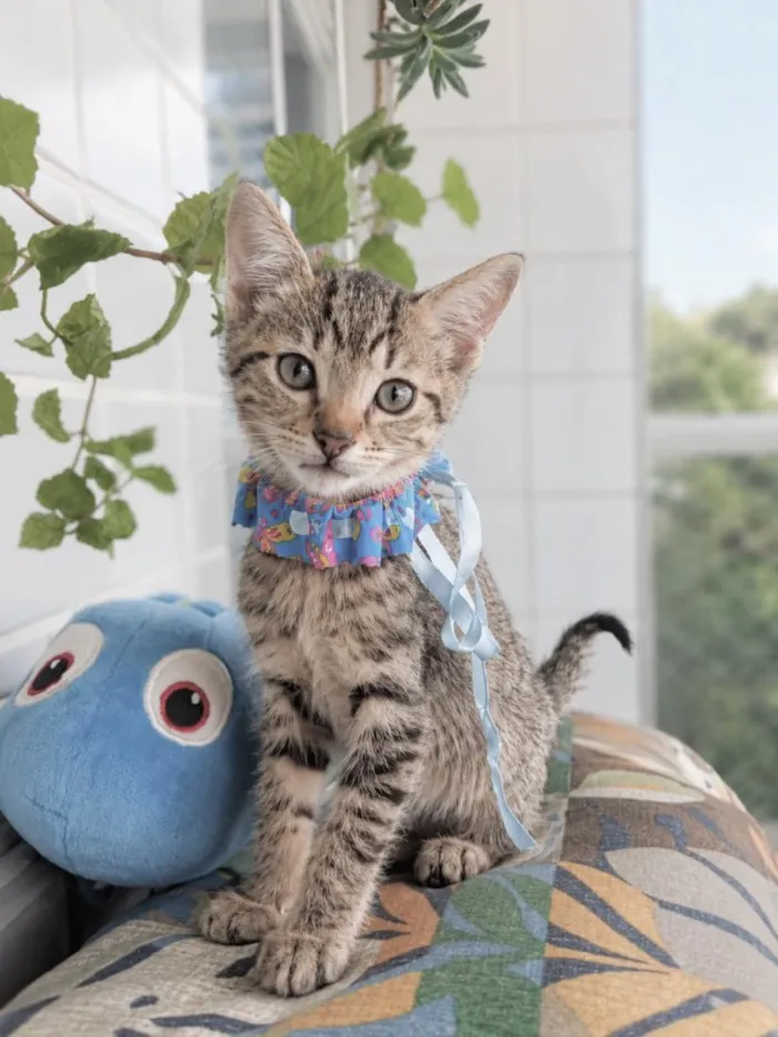 Gato raça SRD-ViraLata idade 2 a 6 meses nome BELLA