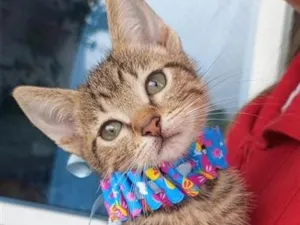Gato raça SRD-ViraLata idade 2 a 6 meses nome BELLA