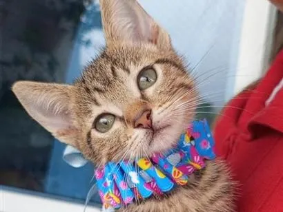 Gato raça SRD-ViraLata idade 2 a 6 meses nome BELA