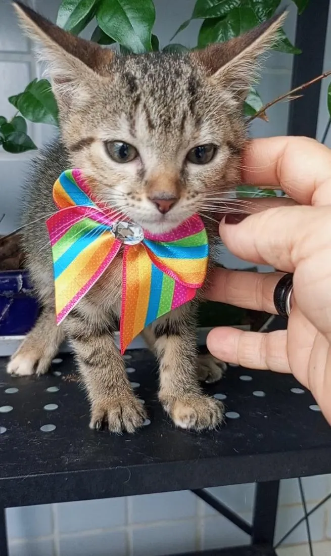 Gato raça SRD-ViraLata idade 2 a 6 meses nome BIA
