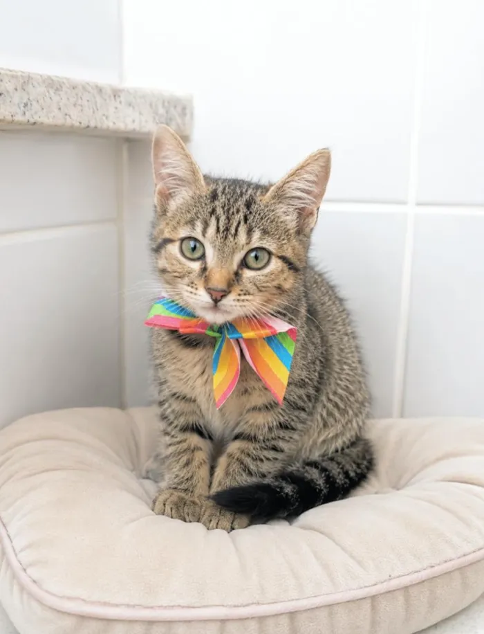 Gato raça SRD-ViraLata idade 2 a 6 meses nome BIA