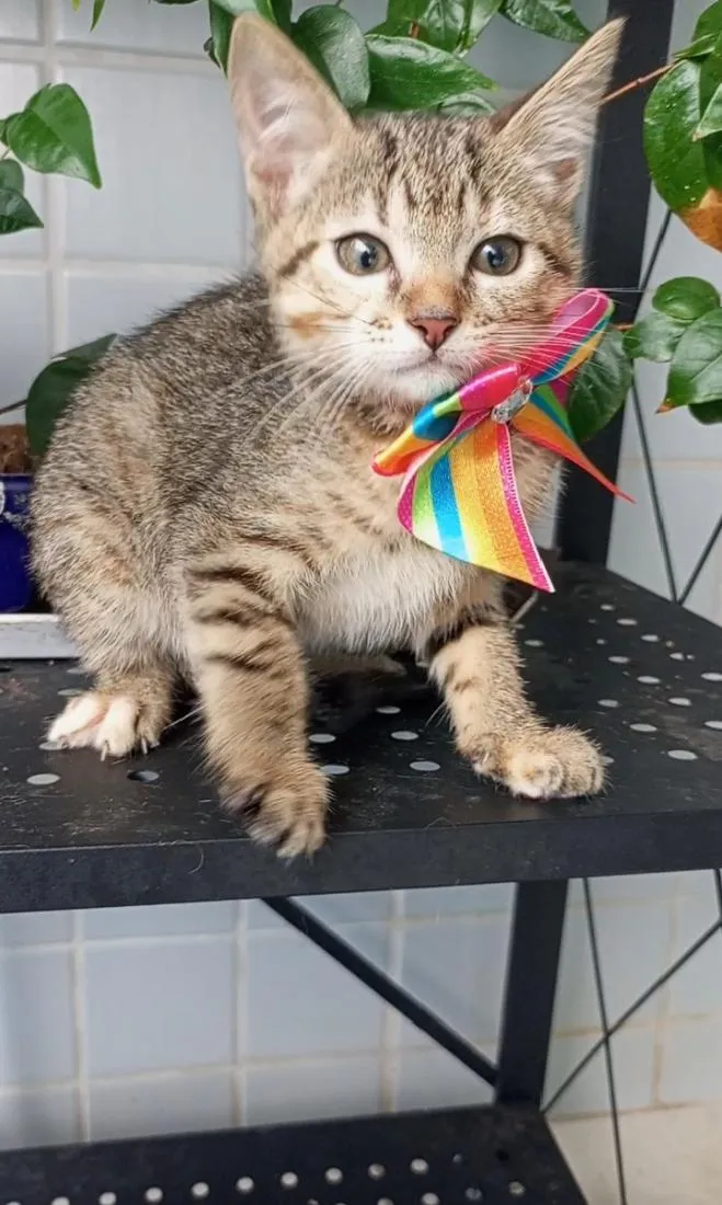 Gato raça SRD-ViraLata idade 2 a 6 meses nome BIA