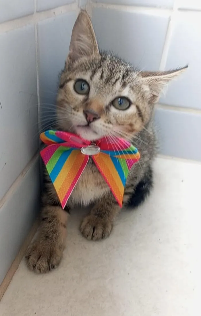 Gato raça SRD-ViraLata idade 2 a 6 meses nome BIA