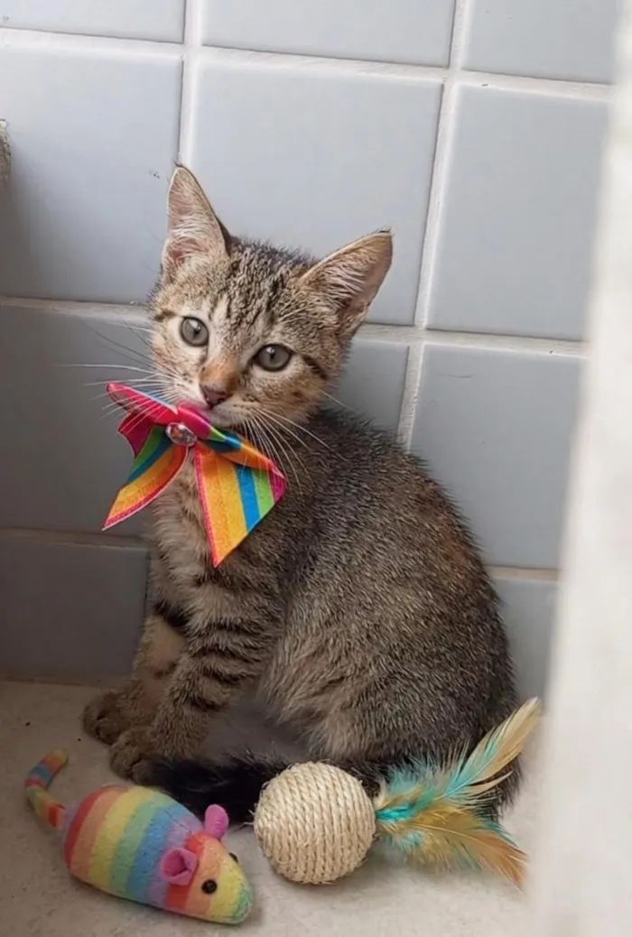 Gato raça SRD-ViraLata idade 2 a 6 meses nome BIA