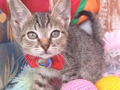 Gato raça SRD-ViraLata idade 2 a 6 meses nome BEBEL