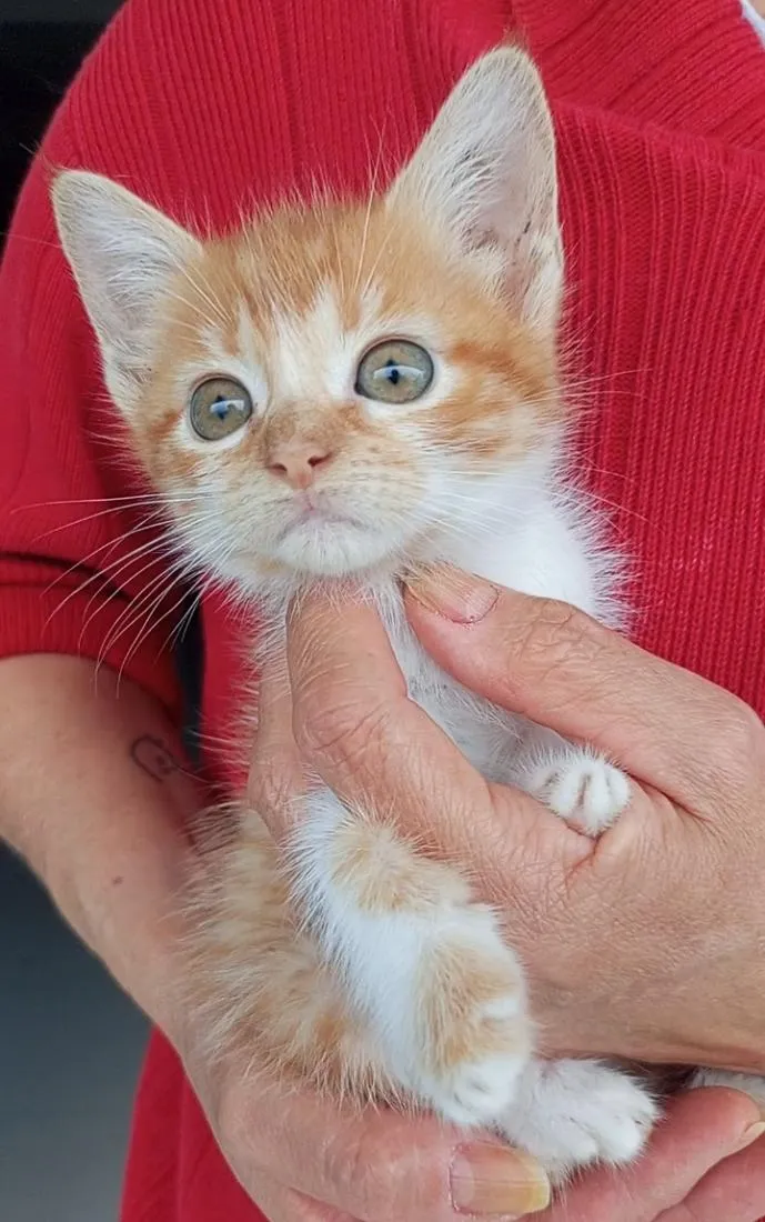 Gato raça SRD-ViraLata idade 2 a 6 meses nome BETH