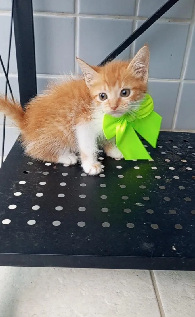Gato raça SRD-ViraLata idade 2 a 6 meses nome BETH