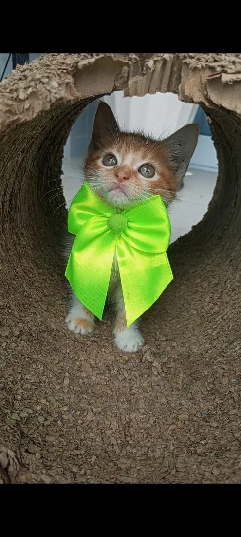 Gato raça SRD-ViraLata idade 2 a 6 meses nome BETH