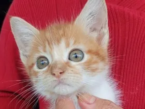 Gato raça SRD-ViraLata idade 2 a 6 meses nome BETH