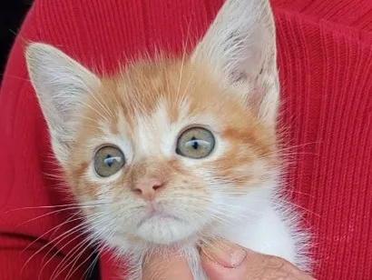 Gato raça SRD-ViraLata idade 2 a 6 meses nome BETH