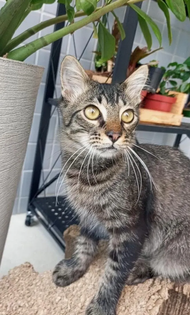 Gato raça SRD-ViraLata idade 7 a 11 meses nome RICK