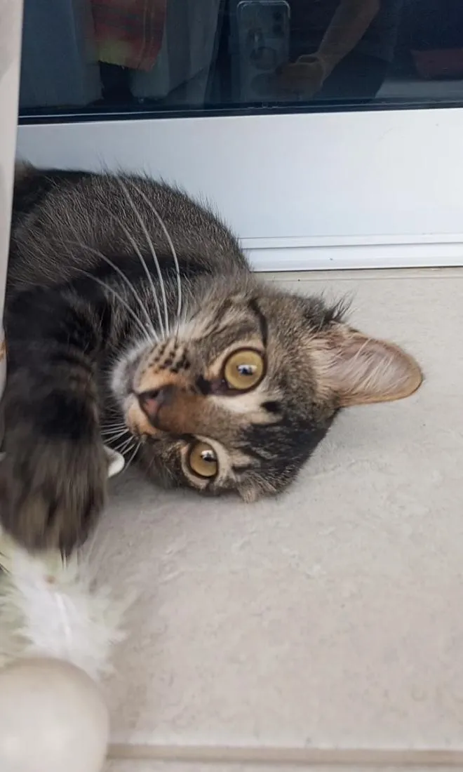 Gato raça SRD-ViraLata idade 7 a 11 meses nome RICK