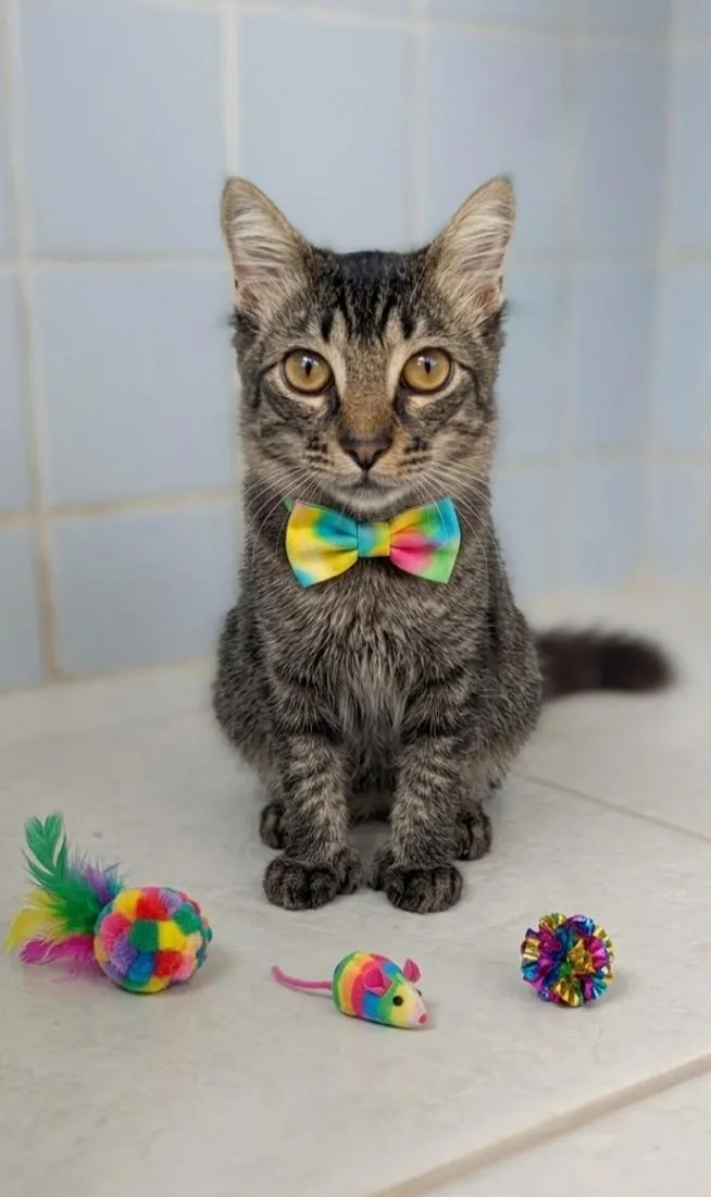 Gato raça SRD-ViraLata idade 7 a 11 meses nome RICK
