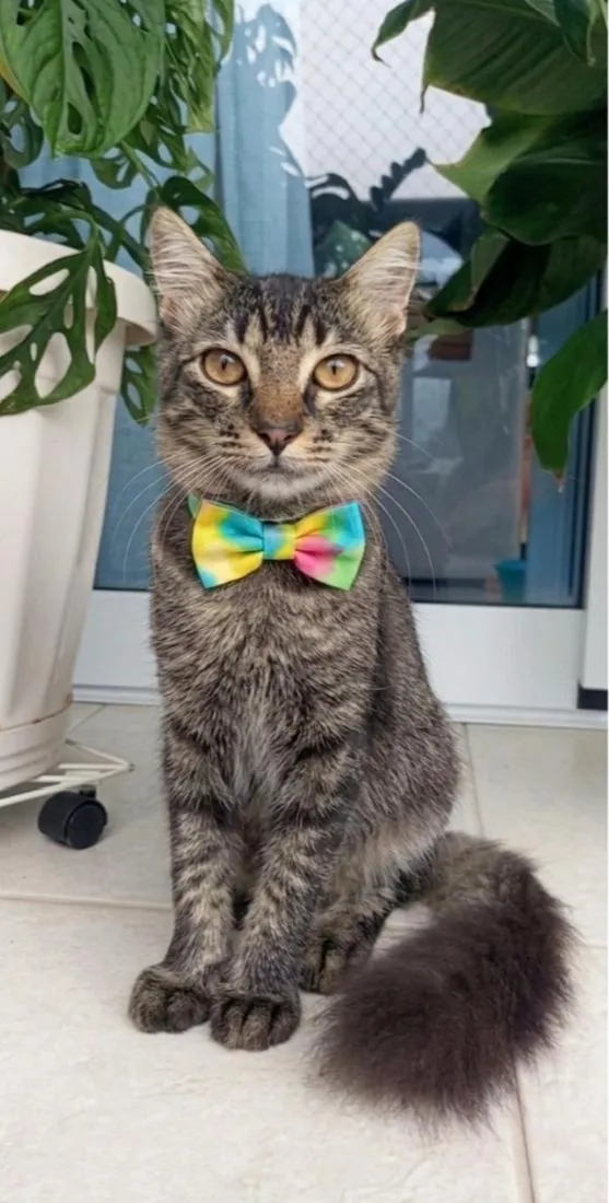 Gato raça SRD-ViraLata idade 7 a 11 meses nome RICK