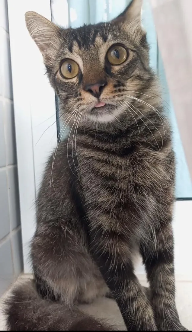 Gato raça SRD-ViraLata idade 7 a 11 meses nome RICK