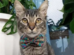 Gato raça SRD-ViraLata idade 7 a 11 meses nome RICK