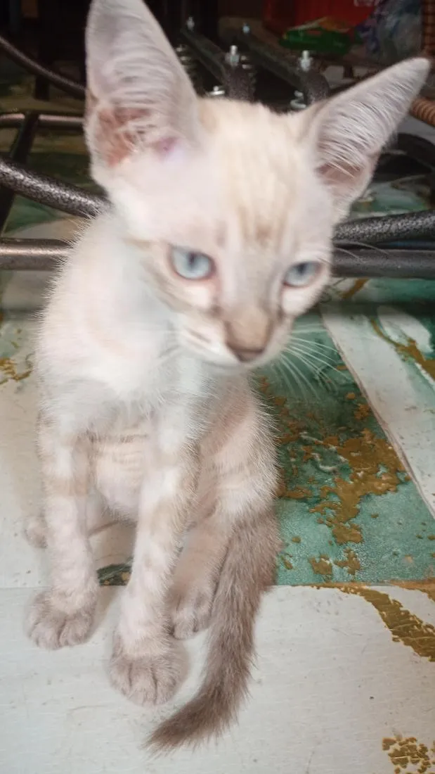 Gato raça SRD-ViraLata idade 2 a 6 meses nome Floquinho