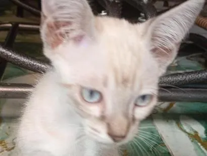 Gato raça SRD-ViraLata idade 2 a 6 meses nome Floquinho