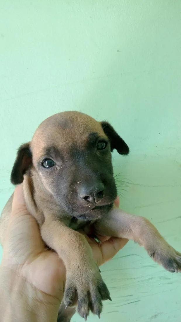 Cachorro raça SRD-ViraLata idade Abaixo de 2 meses nome caramelo