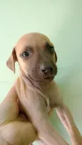 caramelo