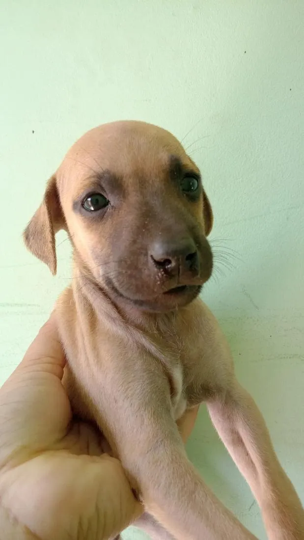 Cachorro raça SRD-ViraLata idade Abaixo de 2 meses nome caramelo