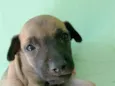 caramelo