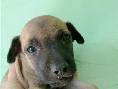 Cachorro raça SRD-ViraLata idade Abaixo de 2 meses nome caramelo