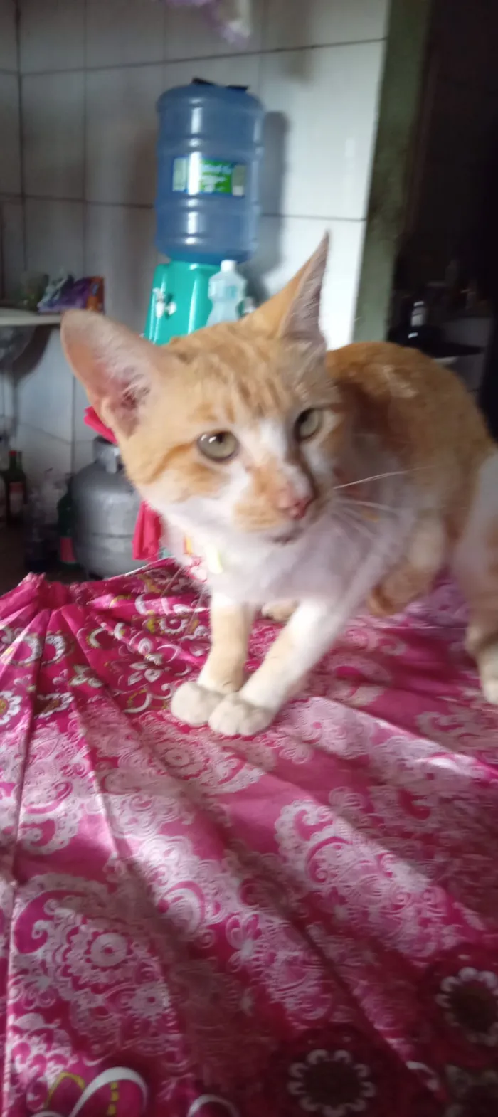 Gato raça SRD-ViraLata idade 2 a 6 meses nome cloe