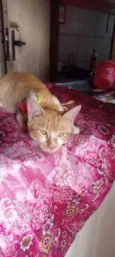 cloe