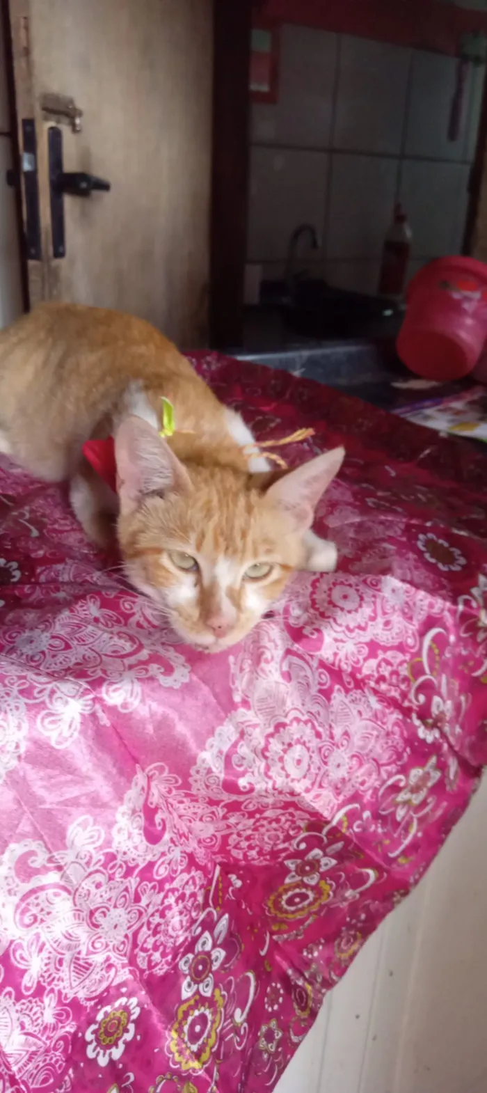 Gato raça SRD-ViraLata idade 2 a 6 meses nome cloe