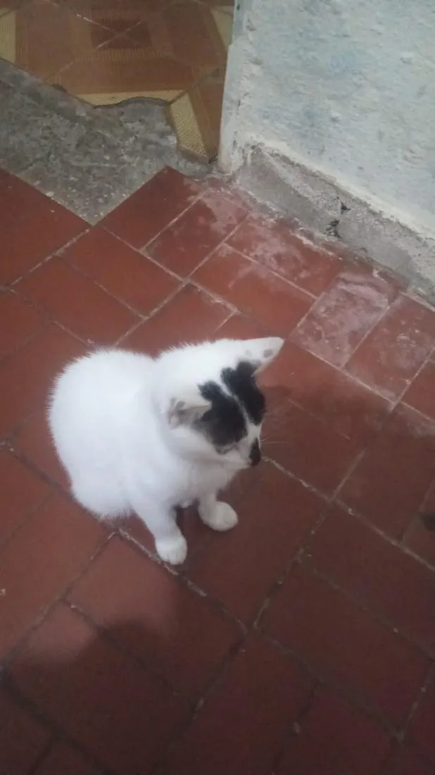 Gato raça SRD-ViraLata idade 2 a 6 meses nome amaya