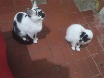 Gato raça SRD-ViraLata idade 2 a 6 meses nome amaya