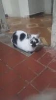 mel