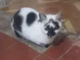 mel