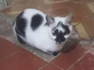 Gato raça SRD-ViraLata idade 1 ano nome mel