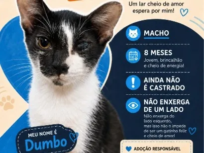Gato raça SRD-ViraLata idade 7 a 11 meses nome Dumbo