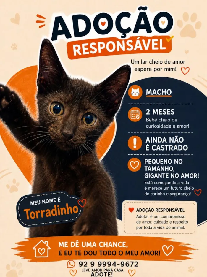Gato raça SRD-ViraLata idade 2 a 6 meses nome Torradinho