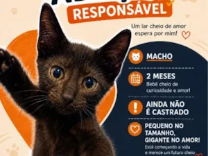 Gato raça SRD-ViraLata idade 2 a 6 meses nome Torradinho
