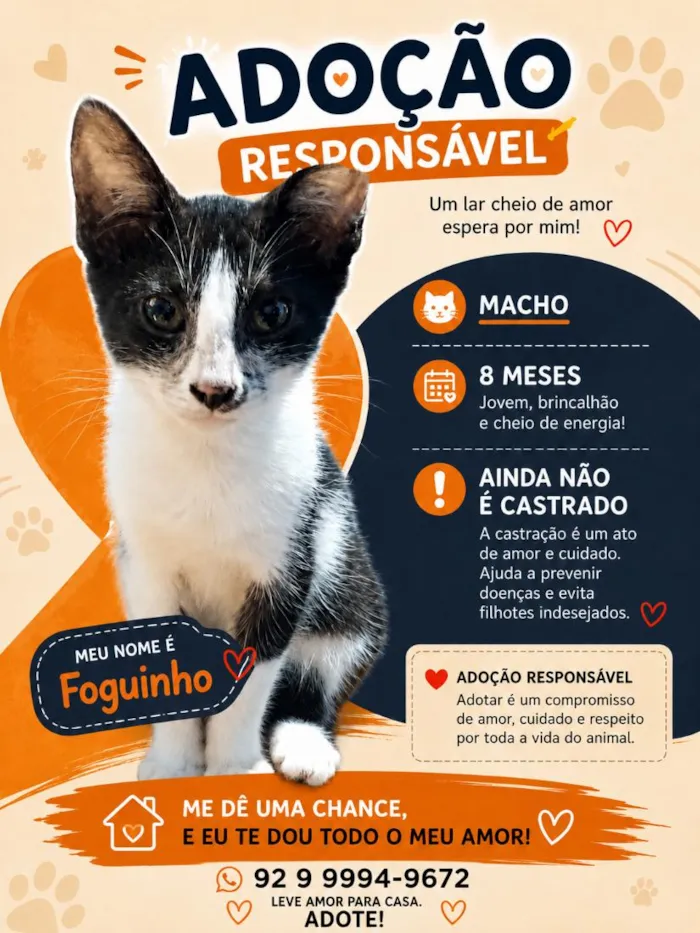 Gato raça SRD-ViraLata idade 7 a 11 meses nome Foguinho