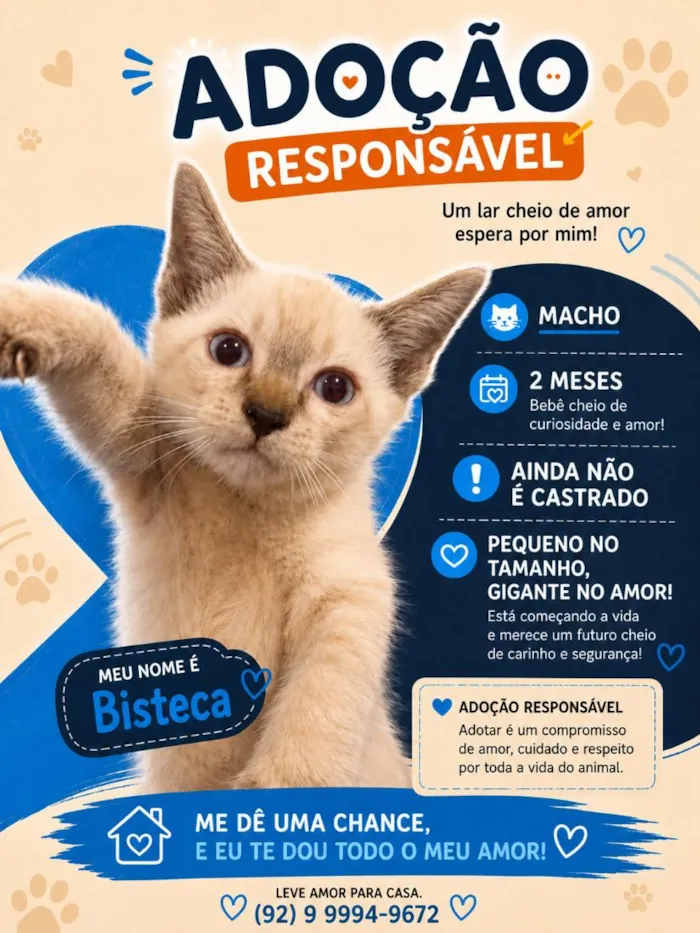Gato raça SRD-ViraLata idade 2 a 6 meses nome Bisteca