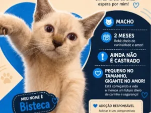 Gato raça SRD-ViraLata idade 2 a 6 meses nome Bisteca