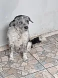 timão 