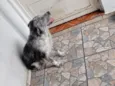 timão 