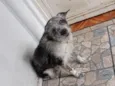 timão 