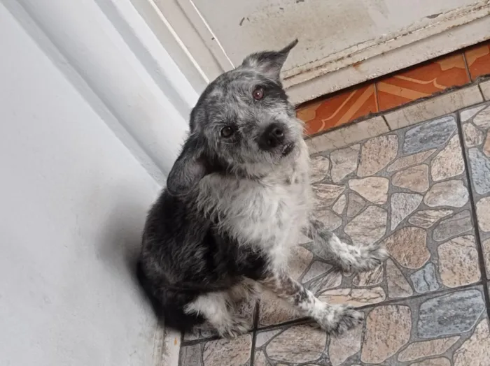 Cachorro raça SRD-ViraLata idade 5 anos nome timão 