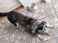 timão 