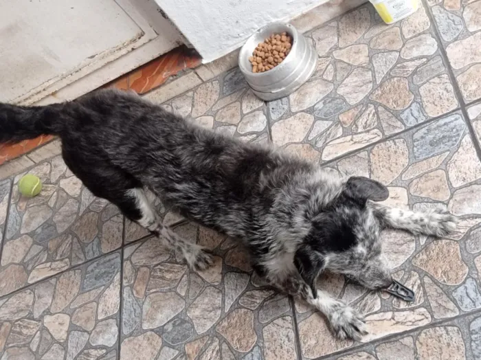 Cachorro raça SRD-ViraLata idade 5 anos nome timão 